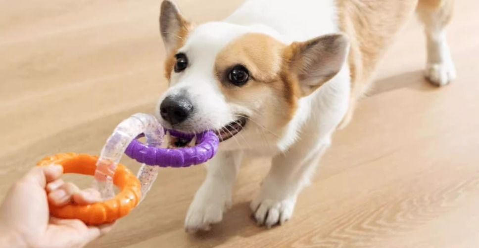 獨特的藍透橙三環相扣設計，拉近你與愛犬的距離。適合與柯基等中小型犬進行消耗體力的拔河與拉力遊戲，不僅能舒緩狗狗壓力，更能快速增進人寵感情。