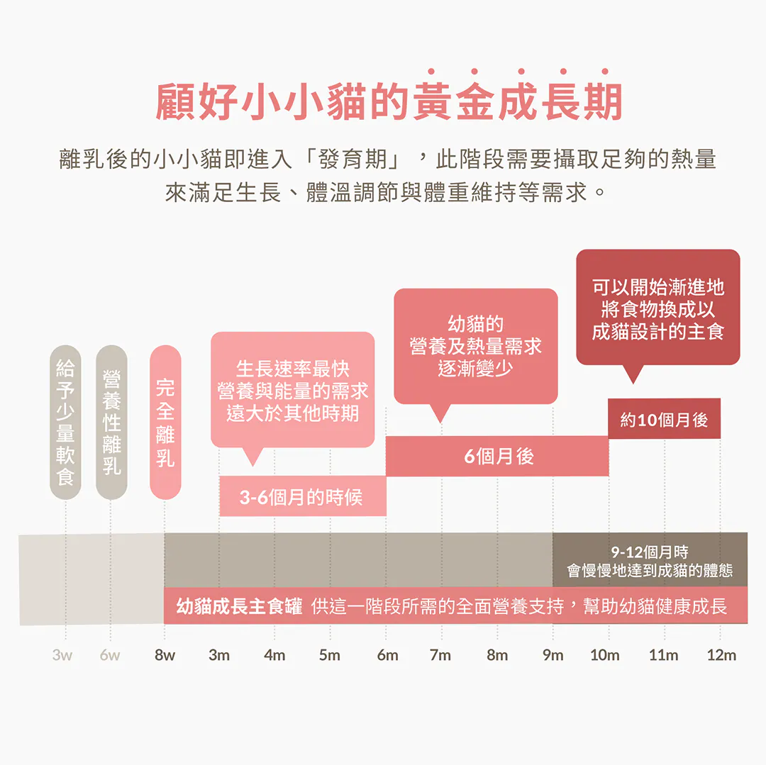 顧好小小貓的黃金成長期:離乳至12個月發育與換食指南 精準掌握幼貓發育黃金線!從 3-6 個月生長速率最快、能量需求最大的巔峰期,到 6 個月後熱量需求漸減,再到 9-12 個月逐漸達到成貓體態。獸研所提供全階段的全面營養支持,陪伴小小貓健康成長。