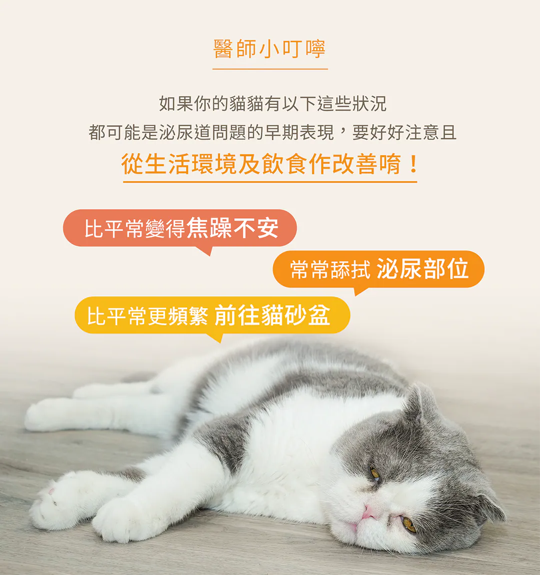 醫師小叮嚀:提防貓咪泌尿道問題的早期表現! 密切注意毛孩的行為變化!當貓咪比平常變得焦躁不安、常常舔拭泌尿部位、或是比平常更頻繁前往貓砂盆,都可能是泌尿道問題的早期警訊,必須立刻從生活環境與飲食著手改善!