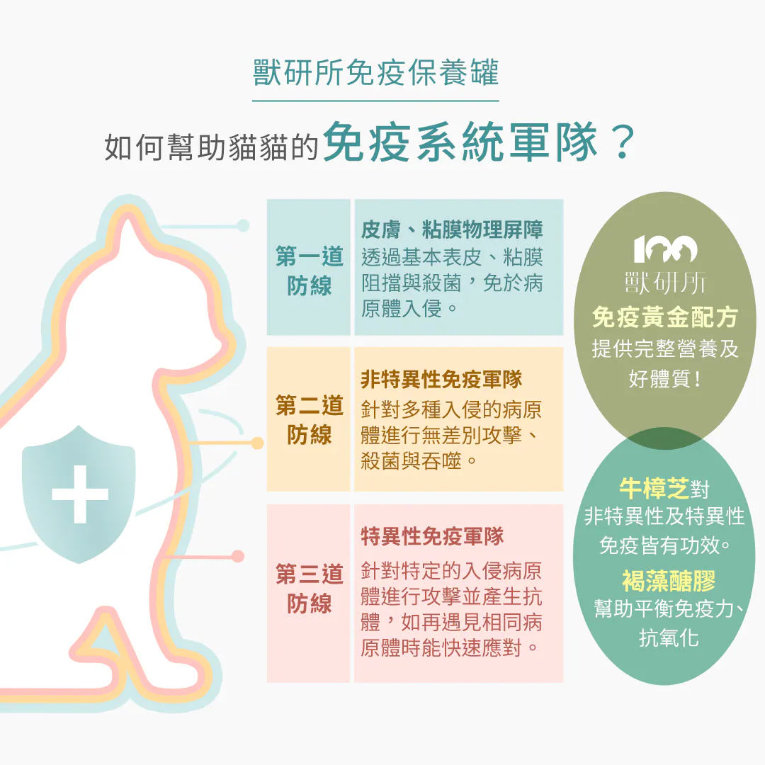 獸研所免疫黃金配方:如何精準幫助貓貓的「免疫系統軍隊」? 打造強壯好體質!科學建構三道防線:第一道皮膚粘膜阻擋、第二道非特異性免疫軍隊無差別吞噬、第三道特異性軍隊產生抗體。完美結合「牛樟芝」與「褐藻醣膠」,有效平衡免疫力與抗氧化。