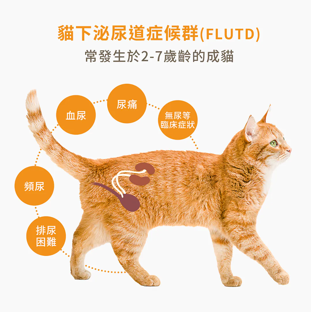 貓下泌尿道症候群(FLUTD)常發生於 2-7 歲齡的成貓 密切注意毛孩的排尿警訊!當貓咪出現頻尿、排尿困難、血尿、尿痛,甚至無尿等臨床症狀時,代表泌尿系統已發出求救訊號,日常的尿路與膀胱護理刻不容緩。