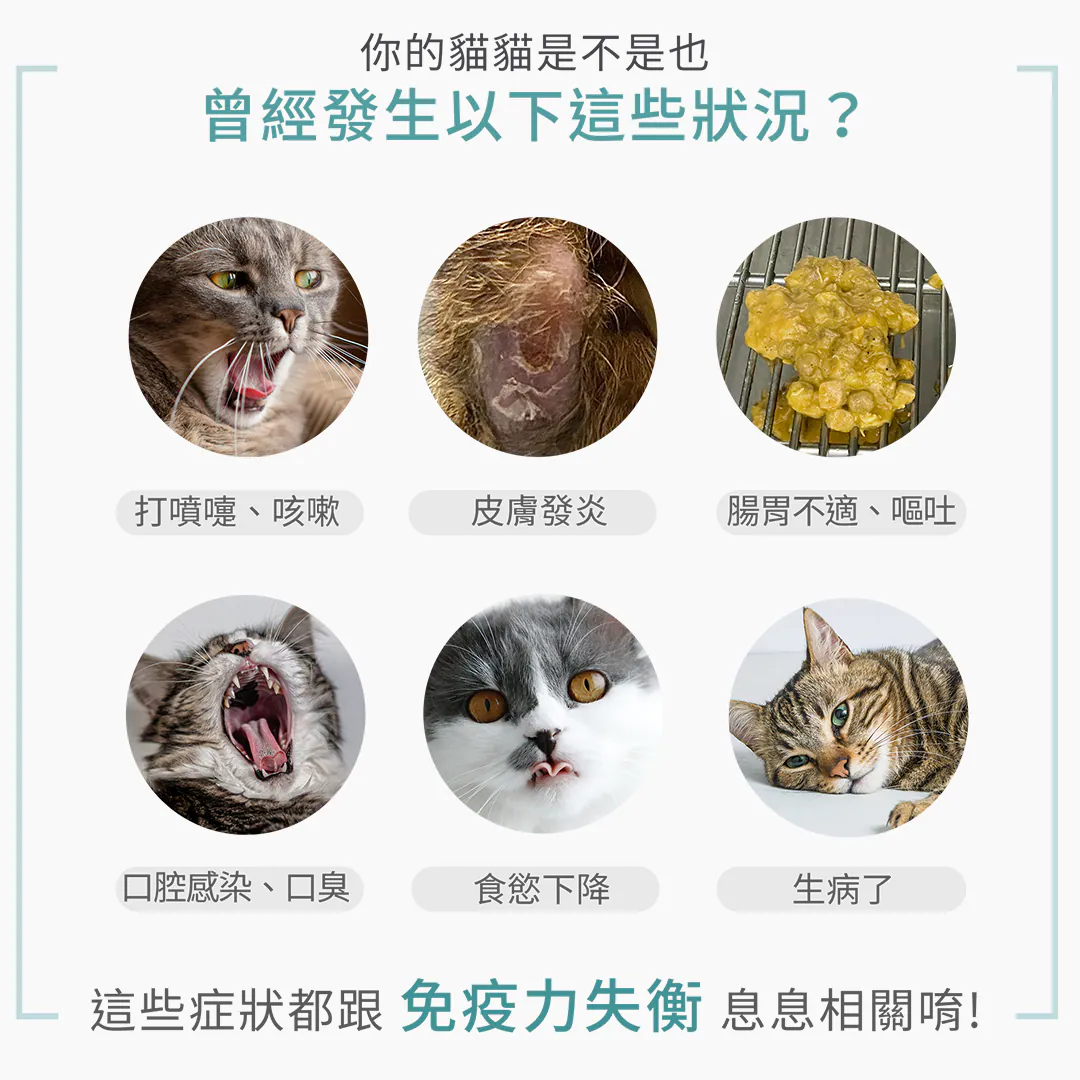 你的貓貓是不是也發生以下這些狀況?這些症狀都跟免疫力失衡息息相關唷! 打噴嚏、咳嗽、皮膚發炎、腸胃不適或嘔吐、口腔感染與口臭、甚至食慾下降、生病了,其實都是毛孩體內免疫力失衡的警訊,必須從日常飲食開始積極調整與保養!