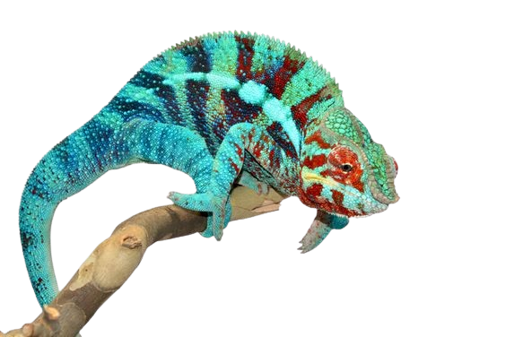 七彩變色龍(Furcifer pardalis) | 新滙發水族有限公司